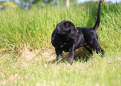 A KALİTE ÜST DÜZEY CANE CORSA YAVRULARI